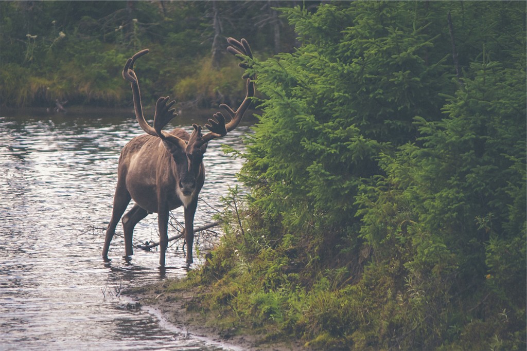 In nisi lobortis sed